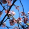 桜とメジロ