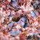 桜の輪とメジロ