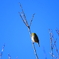 野鳥まとめ撮り１０