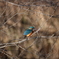 野鳥まとめ撮り１３