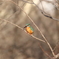 野鳥まとめ撮り１５