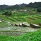鬼木の棚田