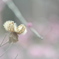 IMG_6319芙蓉