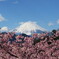 河津桜と富士山