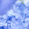 紫陽花