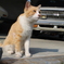 ねこ