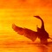 Dancing Swan