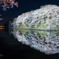 彦根城　夜桜