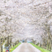 バイクと桜