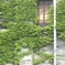 Covered with Green