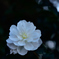冬の花