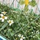 Spring in the corner