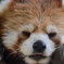 レッサーパンダ