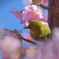 春のさえずり