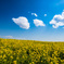 BLUE & YELLOW 