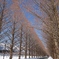 雪のメタセコイヤ