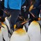 ペンギンの散歩