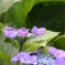 6.21 紫陽花