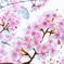 江戸の河津桜