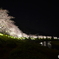 04、南伊豆の河津桜2017夜桜