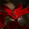 紅い花