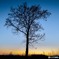 tree form