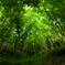 forest　