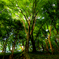 forest　Ⅱ