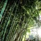鎌倉の竹林