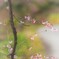 冬桜　静かに淡く