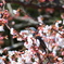 喜びの"SPRING"