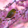 春爛漫