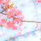 spring has come ;-)