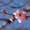 河津桜⑩