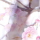河津桜と梅