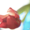 Lovely tulip＊