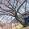 sakuride