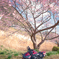 sakuride