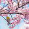 色鳥撮り