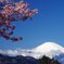 松田山河津桜