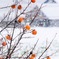 雪が降った我が家の庭 