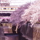 目黒川の桜