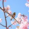 メジロと河津桜