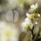 春告草3