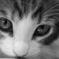 Maine Coon