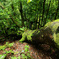 yakushima