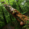 yakushima