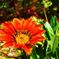 orange flower