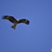 fly