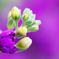 ストックの花